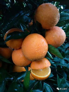 冰糖橙花开得艳