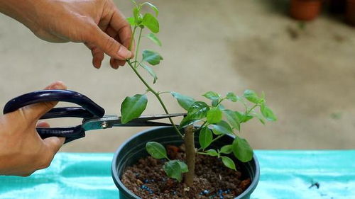 水分，旱莲的命脉