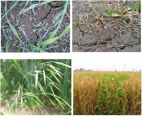 百菌清，效果杠杠的