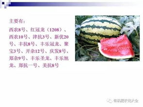 想种西瓜？这份西瓜栽培实用技术你一定需要