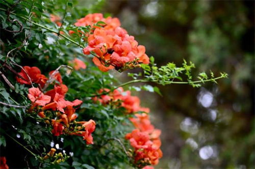 凌霄花， 那攀附向上的生命之歌