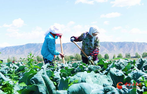 光照、 水分，李子树生长的关键