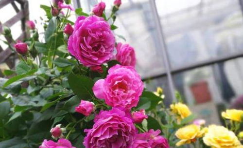 2、 中小苗少量开花