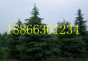 雪松种植基地与价格优惠