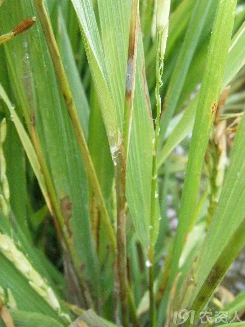 水稻卷叶虫的烦恼，毒死蜱Neng解决多久？