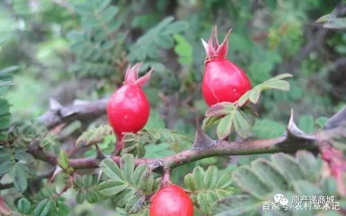 硕苞蔷薇果实如何才能轻松拆分