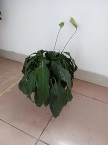 绿繁荣花蔫了是缺水还是病虫害
