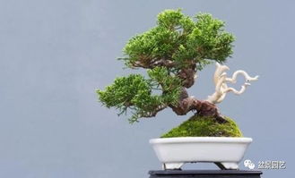 盆景造型，何时拆分最佳