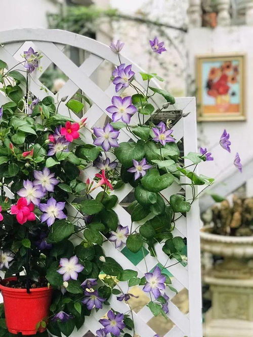 花儿种植的小技巧