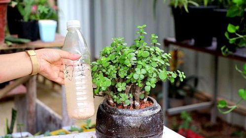 简单肥料， 一样养出好植物