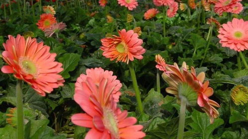 夜间闭合的原因