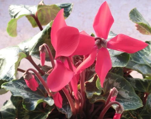 兔耳朵花，那个萌萌的小东西