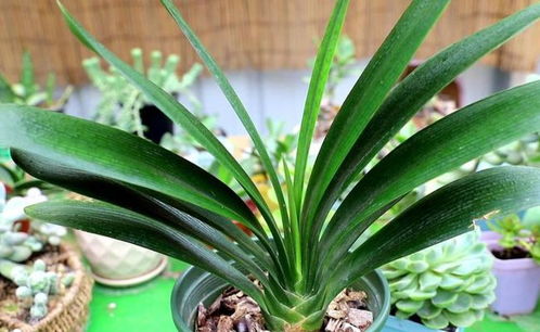 新叶生长， 检查根系缠绕