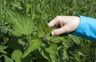 春天里那些绿油油的草儿们