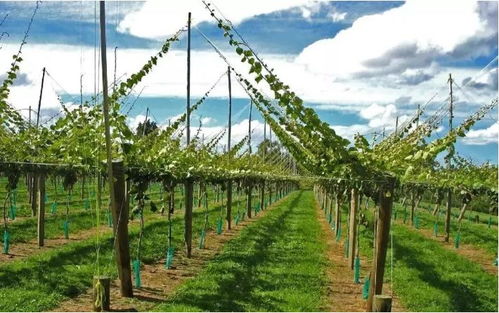 陡坡地：马蹄金+百喜草组合，水土流失量减少70%