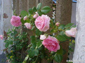 亚斯米娜月季的美丽邂逅