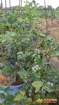 四季玫瑰和月季的区别