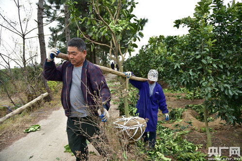 转变思路， 瞄准果树苗木市场