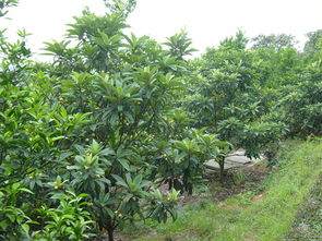 延伸问题：党参种多久嫩收？