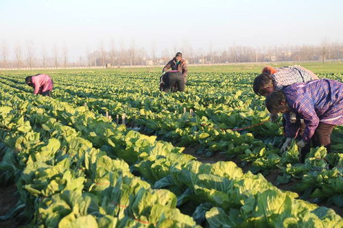 白菜生长要点