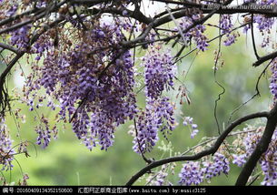 1花卉摄影:紫藤病虫害防治技巧紫藤,又名朱藤、招藤、招豆藤、藤萝,是一种多年生落叶藤本植物,以其优雅的枝蔓、梦幻般的花朵和丰富的色彩而闻名。紫藤原产于中国,后传入日本,成为日本园艺中不可或缺的元素。近年来,yin为花卉摄影的兴起,越来越多的摄影爱好者将镜头对准了这种美丽而独特的植物。