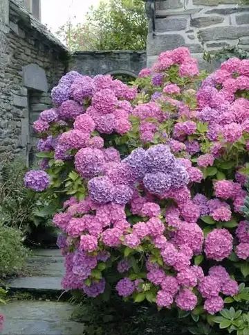 夏日花朵大揭秘：六七月份种啥花耐热又美观？