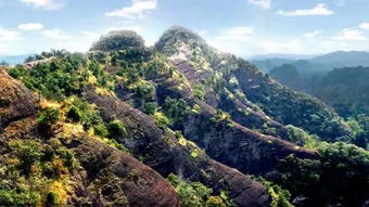 茶陵茶油价格一览：安徽雪岩高品质茶油，品质之选！