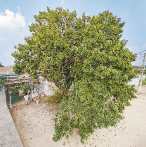 《齐民要术》的智慧与现代气象数据的结合