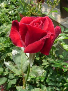 林肯先生月季：经典中的经典