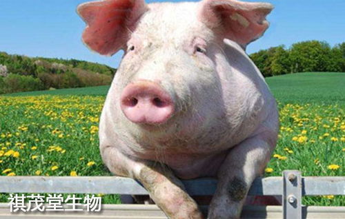 二月份猪价下跌，现在养猪还能赚钱吗？