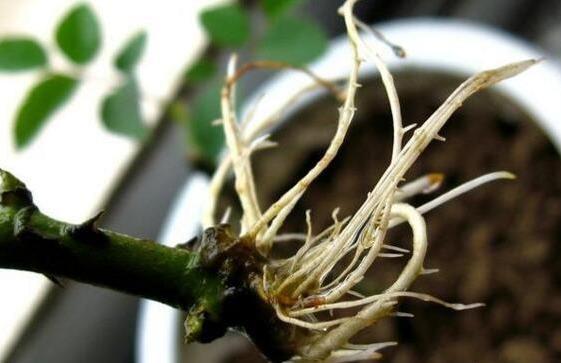 温度控制， 湿度管理，红枫生根有技巧