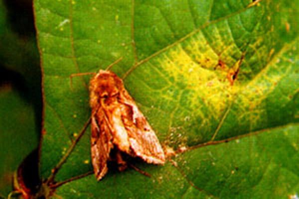 无公害根用芥菜菜蛾，一种危害根用芥菜的鳞翅目害虫