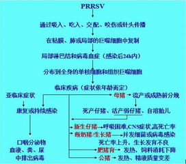 猪群免疫抑制如何破解根源和防控？