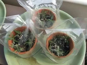 扦插时罩塑料袋，为何能促生根