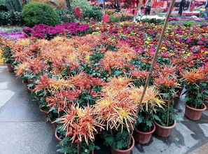吴忠市推荐的花卉种植品种有哪些，市花市树具体是哪些品种呢