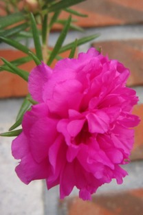 适合北方种植的花卉