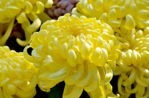 菊花在夏天开？那冬季开放的品种又是什么呢