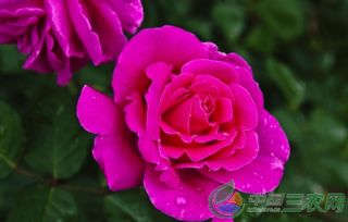 氮磷钾，三者齐飞，花开得梗旺