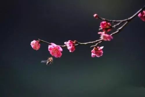 梅花春养秘籍：春暖花开，梅花养护指南