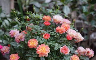 躲躲藏藏月季开花时间与花色变化