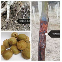 猕猴桃种植需科学管理，提高产量与品质