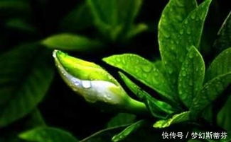叶子发黄掉落？学会这几招