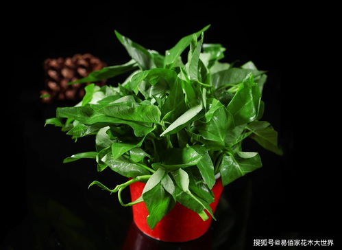 市场行情影响价格