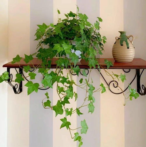 病害防范与养护技巧