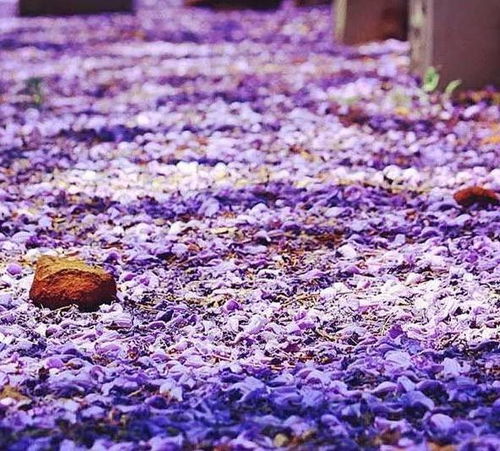 “花语守候：绽放等待的坚韧之美”