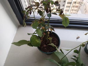 脱水是导致枯萎的主要原因