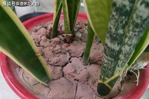 前半部分：荼花养殖要点