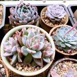 多肉种植核心技巧，如何从新手变达人