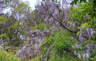 种子催芽，低温处理是关键
