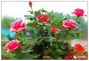 品种繁多， 风格独特